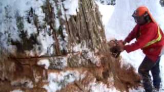 Aaron knocking down a big cedar in Revelstoke [upl. by Atnomed248]