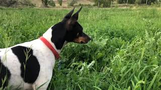 Rat Terriers on the Hunt [upl. by Amahs424]