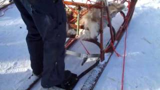 How to ride a dog sled [upl. by Eisseb]