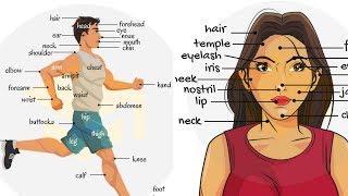 Parts of the Body in English  Human Body Parts Names [upl. by Dalli]