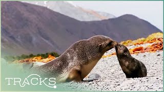 Edge of Nowhere Journey to Macquarie Island Full Documentary  TRACKS [upl. by Airrehs]