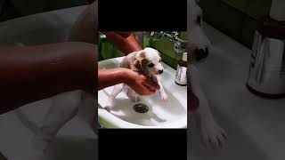 Rescue puppy 🙏🙏🙏❤️❤️❤️rescue rescueanimals animals rescuedog rescuepuppy dog puppy fyp [upl. by Clarisse]