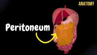 Peritoneum Parts Lesser amp Greater Omentum Mesentery Peritoneal Cavity [upl. by Wixted]