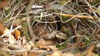 Hedgehog family in the garden [upl. by Thorncombe]