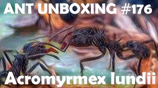 🐜 Ant Unboxing 176  Kupiliśmy Acromyrmex lundii [upl. by Jasper935]