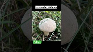 Lycoperdon PerlatumДождевик Жемчужный fungi mushroom 2024 foraging nature [upl. by Nosiddam]