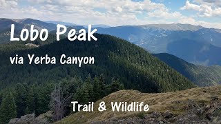 Lobo Peak  hike and wildlife [upl. by Adilem784]