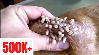 Mango Worms Removal In Poor Dog 🙏❤  Rescue Dog 2021 AnimalLooks animalplanet [upl. by Elyrpa]