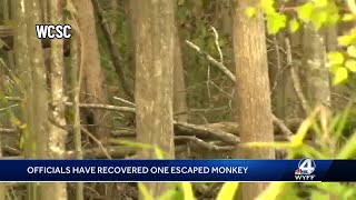 Update on the 43 monkeys that escaped a research facility in South Carolina [upl. by Chloe]