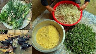 How to prepare poultry feed from medicinal plants Natural antibiotic for poultry  Daily life [upl. by Cordell268]