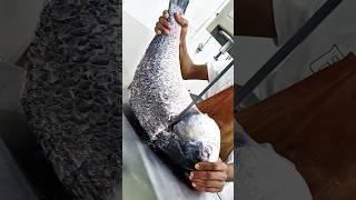 Giant River Big river live catla fish cutting big katla fish cutting skills video shorts fishing [upl. by Dulla791]