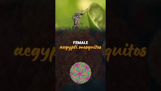 Female Aegypti Mosquites  General Science parchamclasses ssc [upl. by Burns]