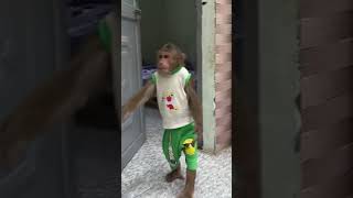 Oh  CUTIS is so strange todaycutis monkey shortvideo [upl. by Cruce]