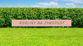 10 NAJLEPSZYCH roślin na żywopłot [upl. by Atalie]