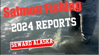 Sockeye Salmon Run 2024 Seward Alaska Currently [upl. by Grefer]