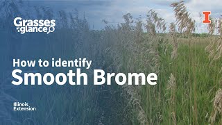 How to Identify Smooth Brome  Grasses at a Glance [upl. by Esirahs]