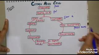 Citric acid cycle krebs cycle trick in hindi trickforkrebscycle [upl. by Annaicul]