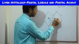 Portal Lobule amp Portal Acinus  Liver Histology Part2  Bangla  Square DOC [upl. by Hnad947]