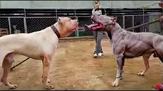 Pitbull VS Dogo Argentino  Dogo Argentino VS Pitbull Video Pelea Real [upl. by Darnoc]