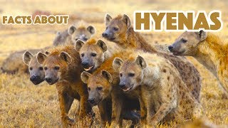 5 Facts About Hyenas  Hyena Facts For Kids [upl. by Atrim749]