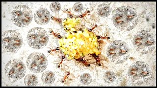 Destructor ANTS Versus BIG Headed ANTS [upl. by Hubble894]