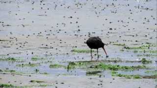 Variable Oystercatcher feeding [upl. by Lancaster]