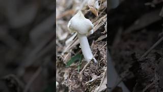 Edible Mushroom Very Fresh amazing farming fruit viral farmlife wildlife [upl. by Gustavus266]