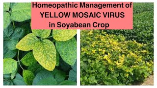 Homeopathic Management of MOSAIC VIRUS in SOYABEAN PLANTS [upl. by Rossuck]