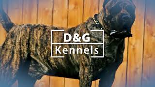 Presa Canario Breeders in Bremen GA  DampG Kennels [upl. by Alwyn]