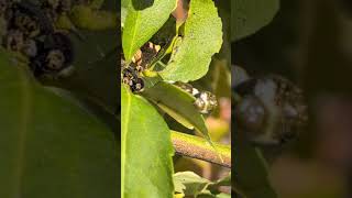 Swallowtail butterfly caterpillar eating leaves naturelovers butterfly caterpillar [upl. by Boeschen]