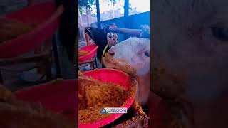 Different way of feeding a sheep sheep ram fattening farming sheepfarming [upl. by Forest]