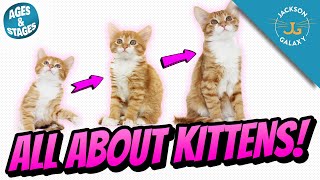 All About Kittens Kitten Growth Stages amp Milestones [upl. by Godliman]