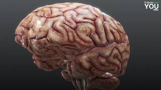 Visualizing the Human Brain [upl. by Elias]