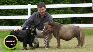 5 Smallest Horse in the World 5 Smallest Horse Breeds [upl. by Herwick]