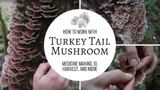 Turkey Tail Mushroom  Medicine Making ID Harvest and More [upl. by Lenz231]