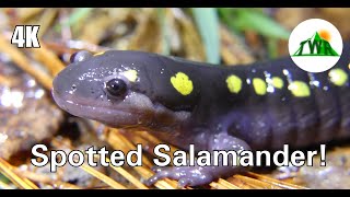 Spotted Salamanders Everything You Need To Know  4k [upl. by Kenon876]