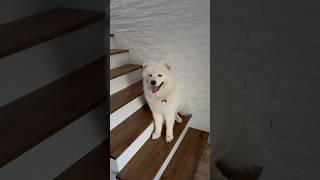 Samoyed Dog Chilling on Staircase ☺️ [upl. by Eiramannod]