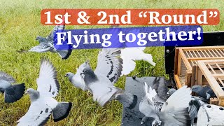 2023 YB Racing Pigeon Team Highlights from this week’s training sessions [upl. by Airlia]