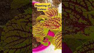 Repoting of coleus shortvideo plants coleus trending plantswithmee [upl. by Ennasil]