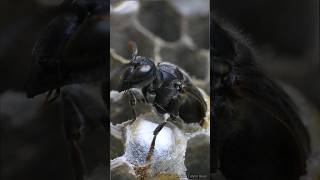 The Asian hornet was born 😲🐝🐝 Vespa affinis  Tropical Forest Bees [upl. by Flaherty446]