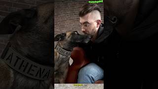 My love ❤️ belgiummalinois dog germanshepherd belgiummalinois malinois dogtraining k9 [upl. by Arline]