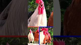 rooster crowing and clucking shorts chicken roostercrowing clucking funnyroostersaspets [upl. by Lellih]