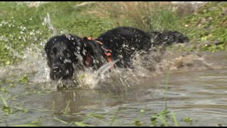 Unbekannte Gefahr Wasser aus Tümpel Dr Julia Rettberg in der Sendung tierisch vom 2542024 [upl. by Kristi]