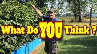 💥CAN YOU GROW BLACKBERRIES IN CONTAINERS❓ YES YOU CAN ❗ [upl. by Kuhlman]