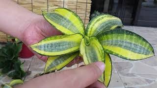 Snake Plant Leaf Cutting by Soil Propagation [upl. by Toulon]