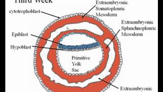 Early Embryology [upl. by Elehcar]