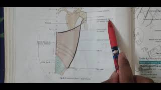 latissimus dorsi muscle mnemonic [upl. by Neilla]