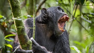 Chimpanzee attack in Zoo Chimps fight [upl. by Ainitsirhc224]