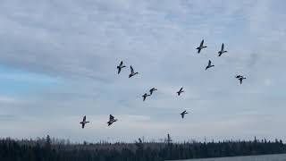 RingNecked Ducks Buzzing the Decoys  Joe Shead Outdoors [upl. by Destinee]