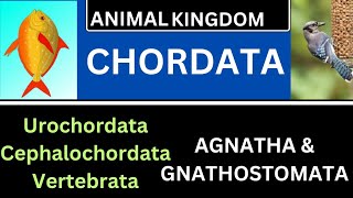 CHORDATA AGNATHAGNATHOSTOMATAUROCHORDATACEPHALOCHORDATA VERTEBRATATGT SCIENCELTRNCERT [upl. by Nitsruk313]